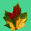Woodland <br>(Deciduous Forest)