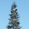 Taiga <br>(Boreal Forest)